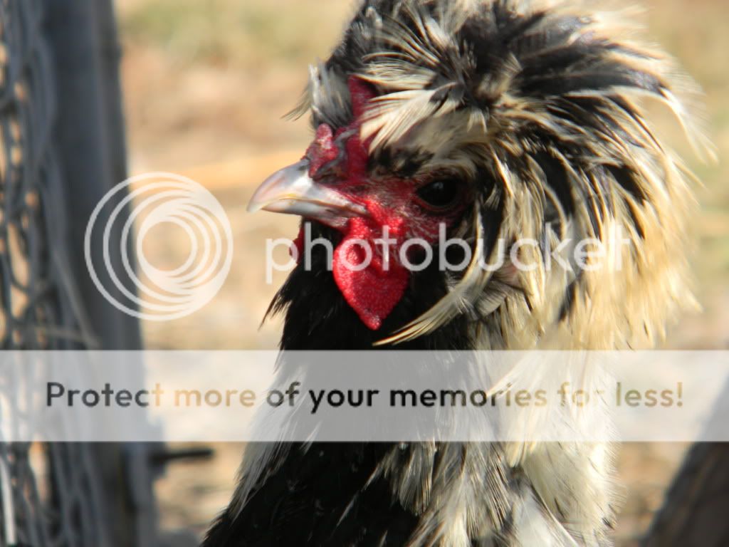 ChickPicks3400.jpg