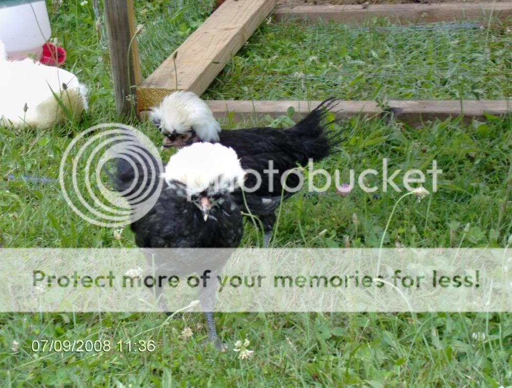 2008_0709chickens6wks0066.jpg