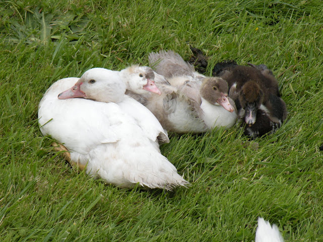 DSCN3617.JPG