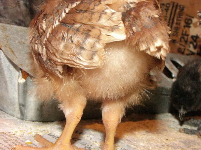 chickensss032.jpg