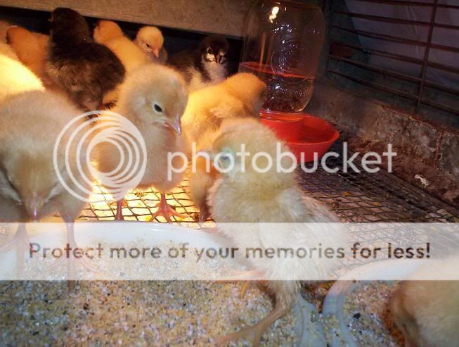 Chicks002.jpg