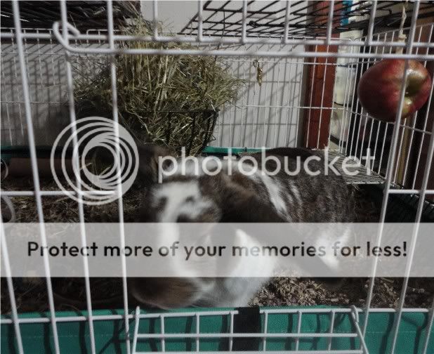 1houserabbitcagedoorcloseup.jpg