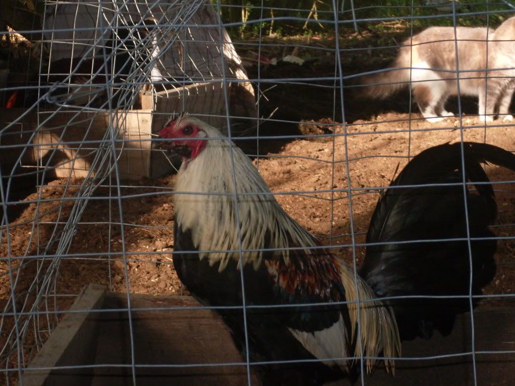 gamefowl007.jpg