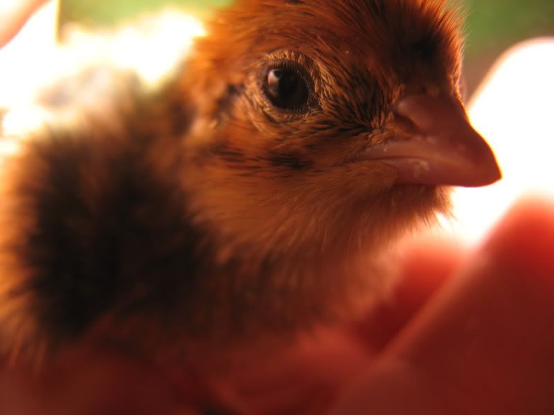 quail029.jpg