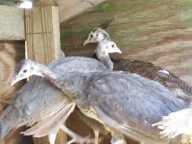 peachicks080.jpg
