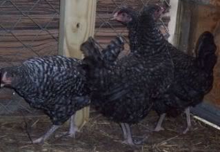 marans2.jpg