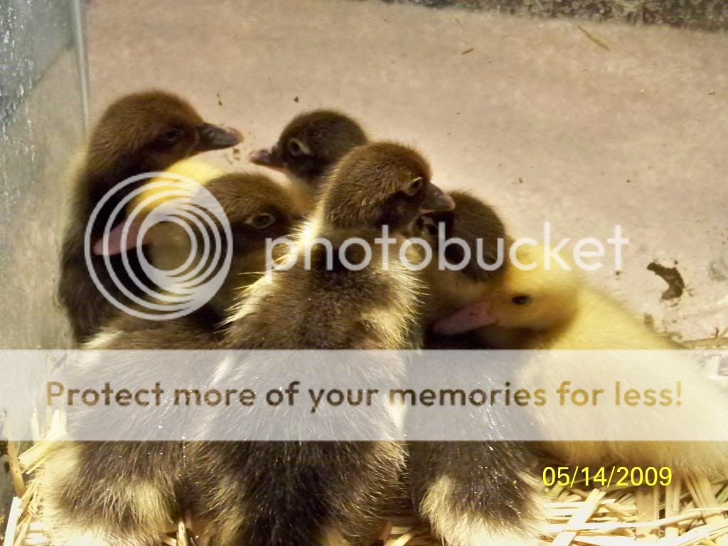 muscovyducklings4.jpg
