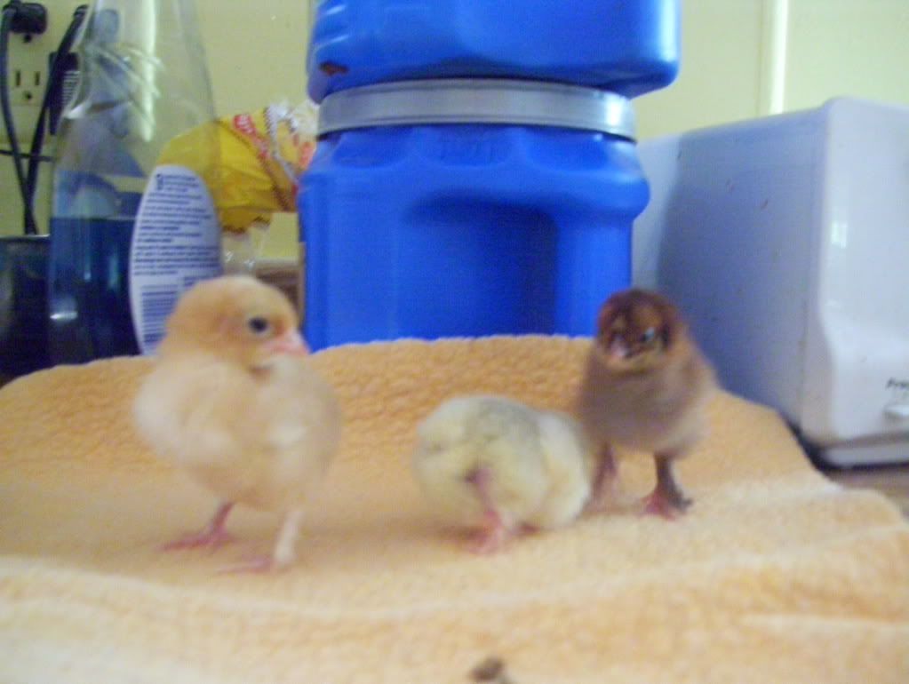 easterchicks029.jpg