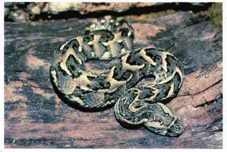 puffadder.jpg