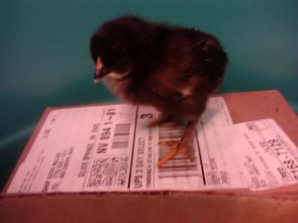 chick4.jpg