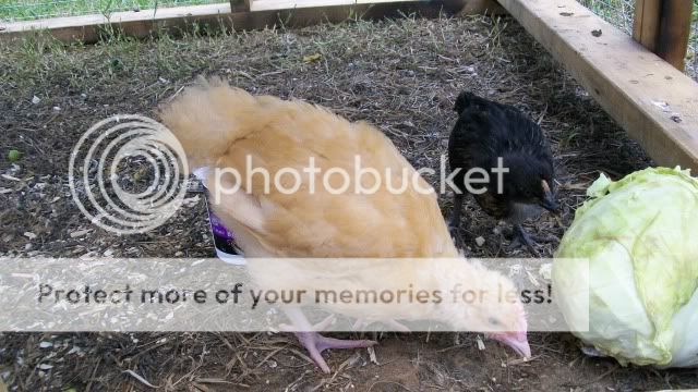 nugget011.jpg