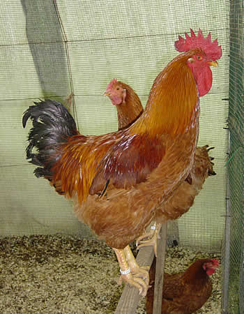 raza_euskal_oiloa2.jpg