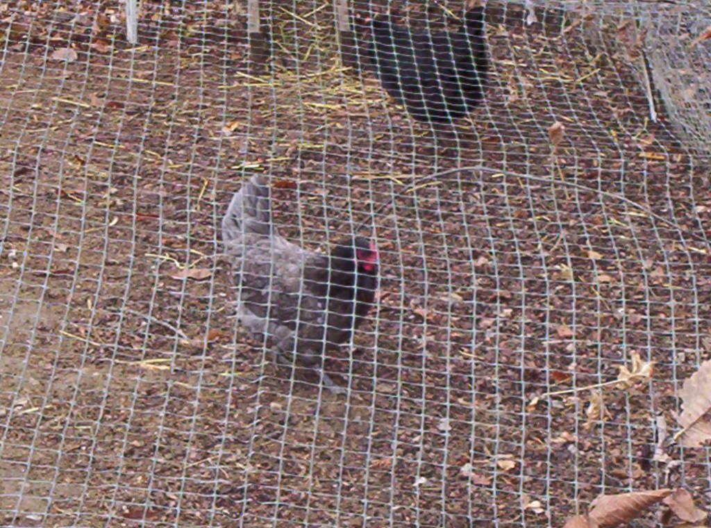 bluehen.jpg