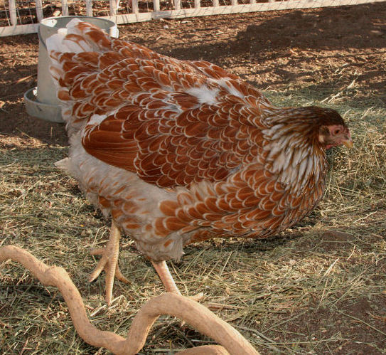 BLRW_splash_pullet1.jpg