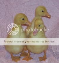 20090326_Pekin_1web.jpg