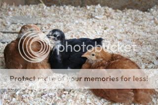 IMG_5871.jpg