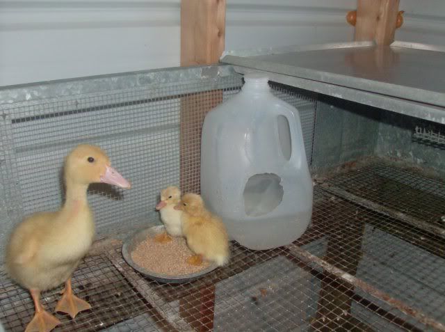 bea2eb1d23bfa4df0d595b90644b9c76--raising-ducks-duck-duck.jpg