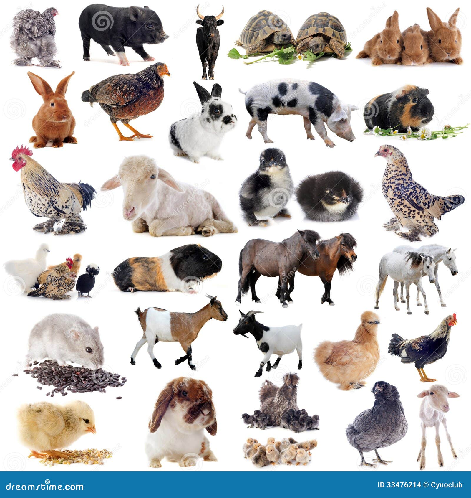 farm-animals-front-white-background-33476214.jpg