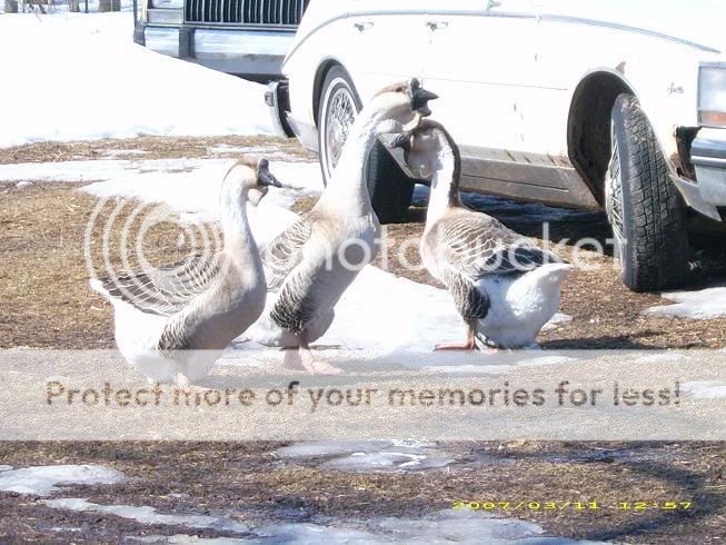 oldtrio07.jpg