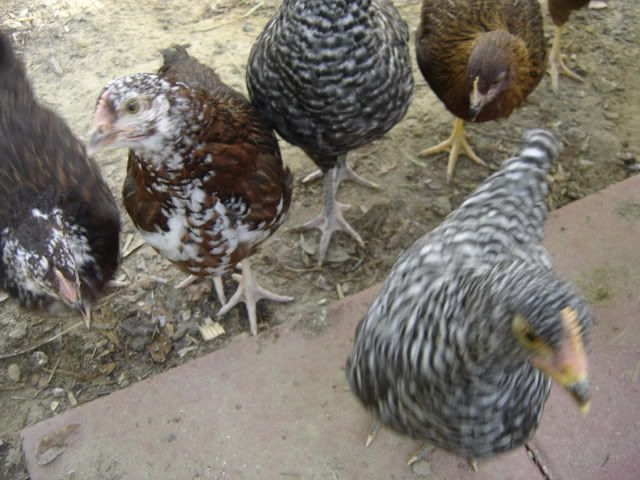 chickschickenscoopflowers091.jpg