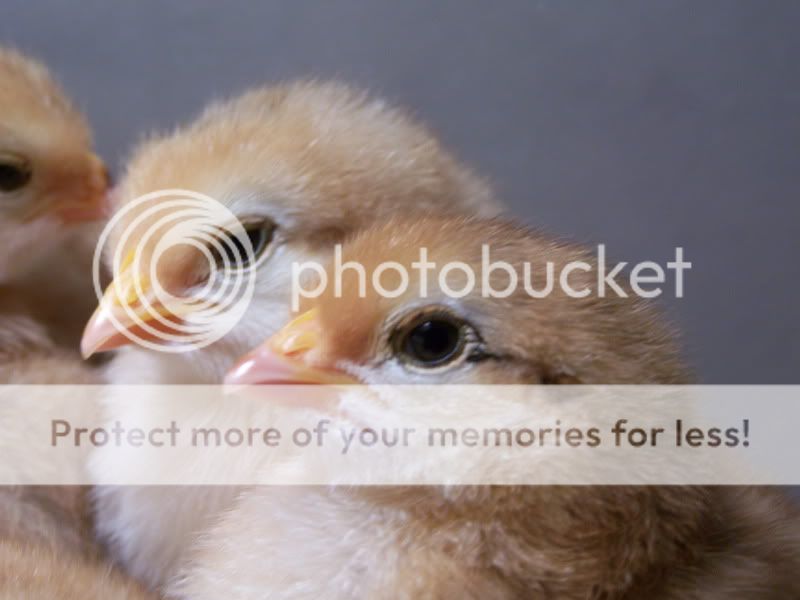 Ourfirsthatchchicks014.jpg