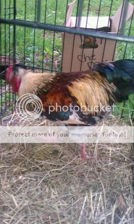 rooster2.jpg