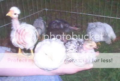Chicks05_April24.jpg