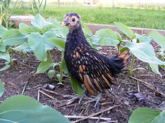 Bantams019.jpg