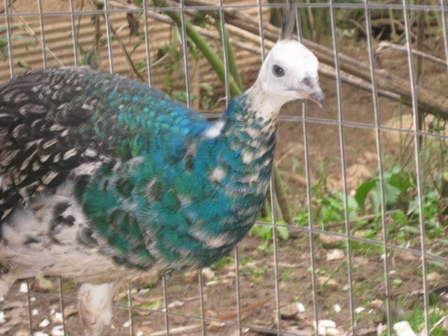 Peacock3.jpg