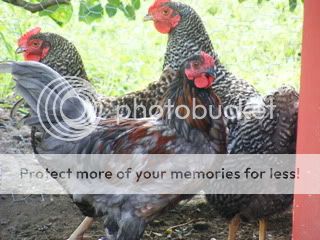 Picture002.jpg