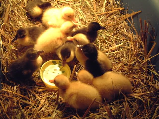 HolderreadDucklings002.jpg