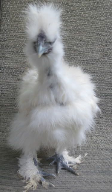 whtlavsgcock3.jpg