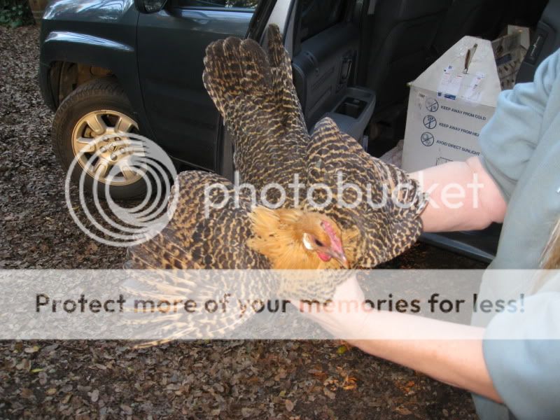 pullet2c.jpg