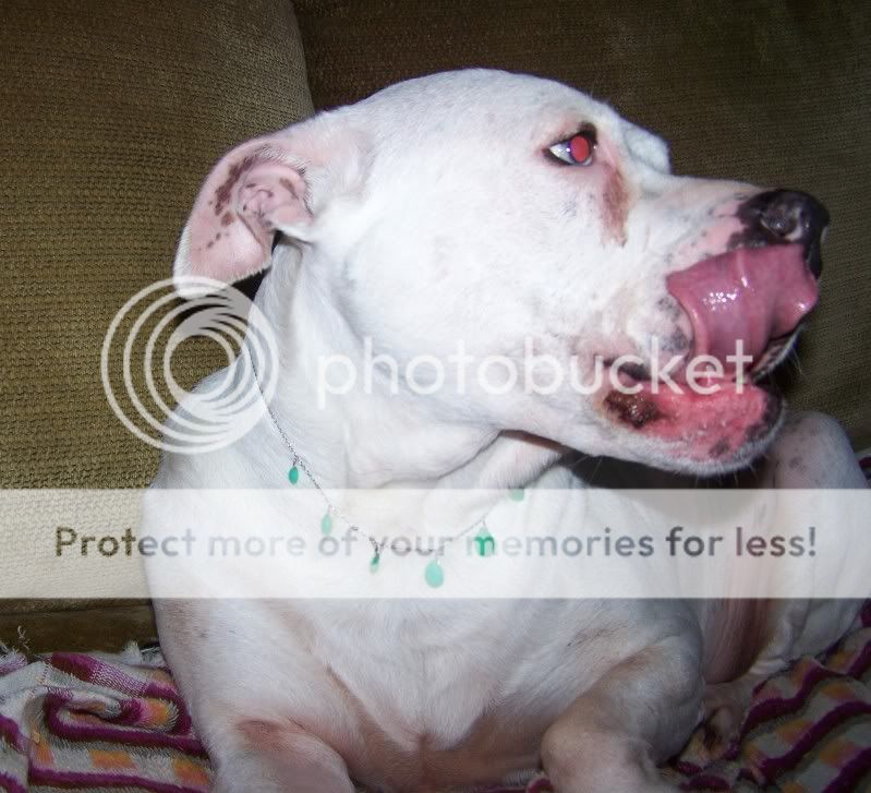 dogbling5.jpg