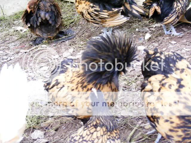 NewfuzzysandBantys030.jpg