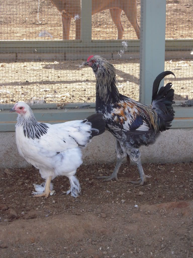 chickens105.jpg