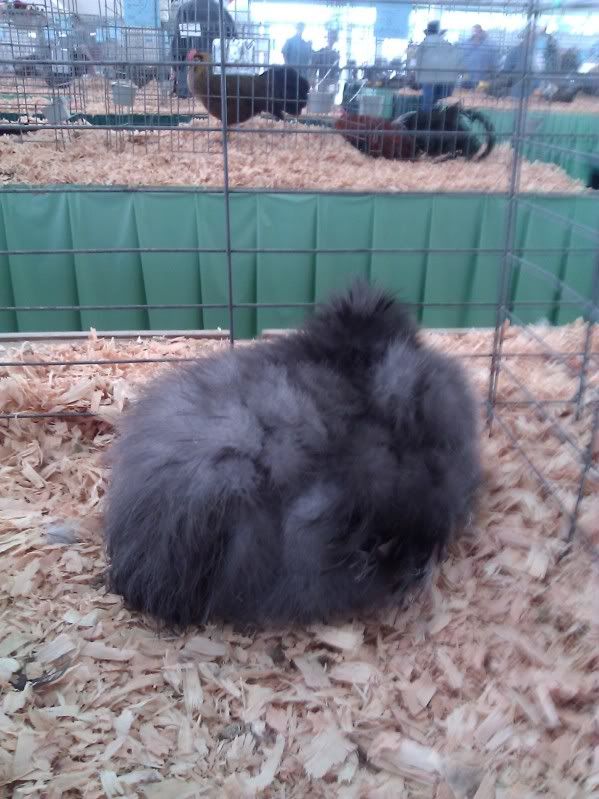 SleepySilkieFair.jpg