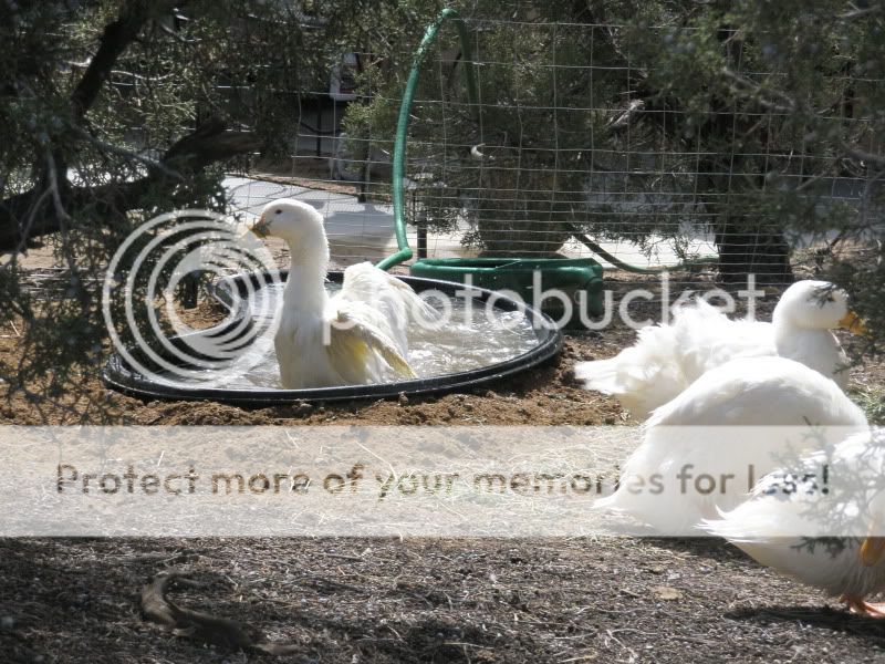 yardducks161.jpg