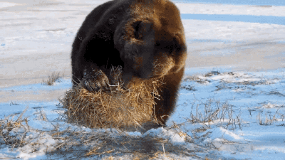 tumblr_nkg713Xaz91s02vreo1_400.gif