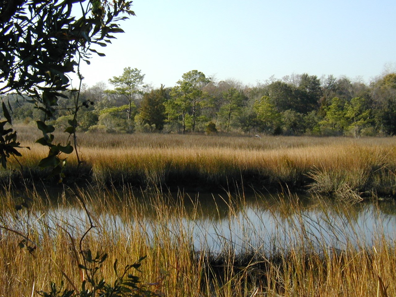 marsh.jpg