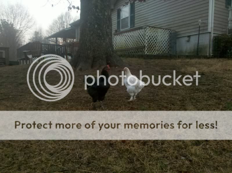 138047890_photobucket_503_.jpg