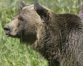 chicken-predators-bear.jpg
