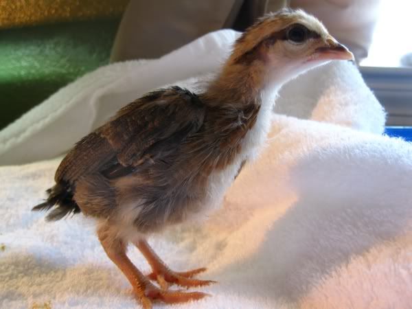 chicks8.jpg