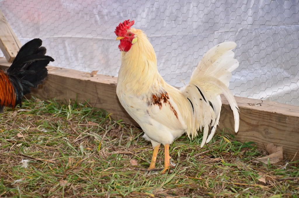 chickens3058.jpg