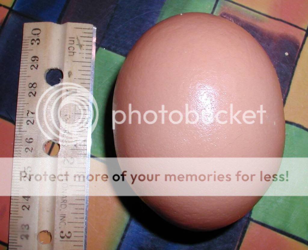 monstereggmeasured.jpg