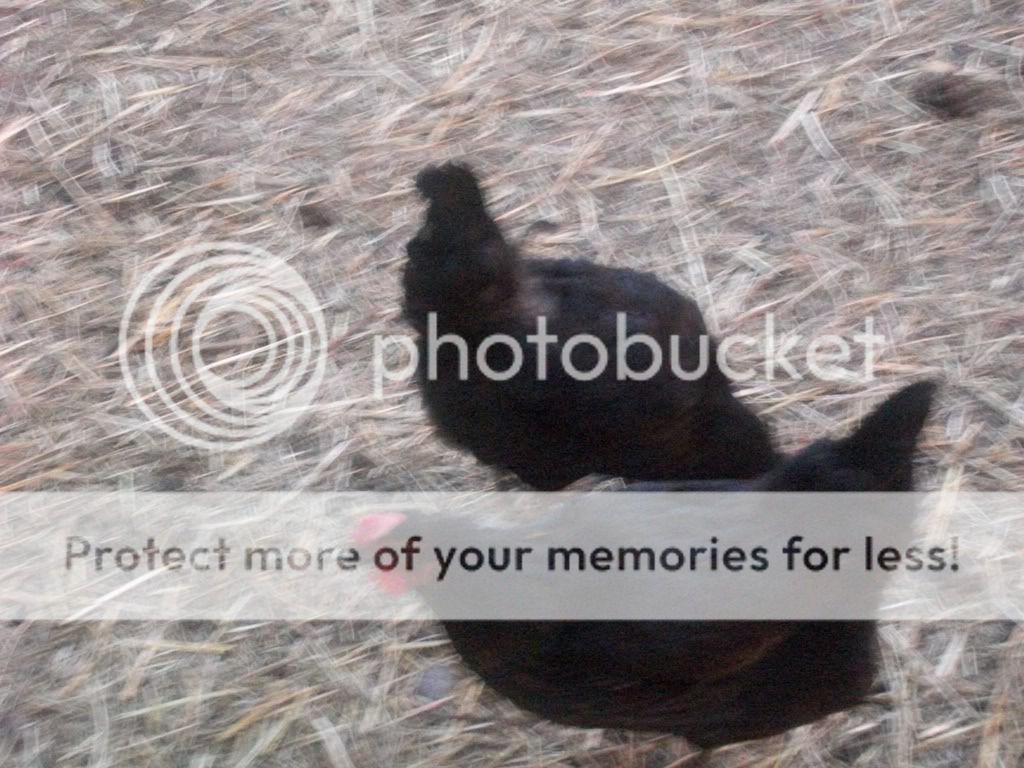 chickenpics028-2.jpg