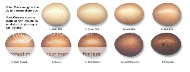 10396_maraneggcolorchart.jpg