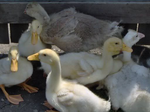 ducksngeese023.jpg