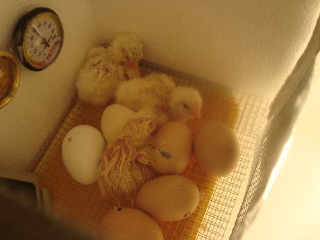 900x900px-LL-5f8096ba_chicken3.png