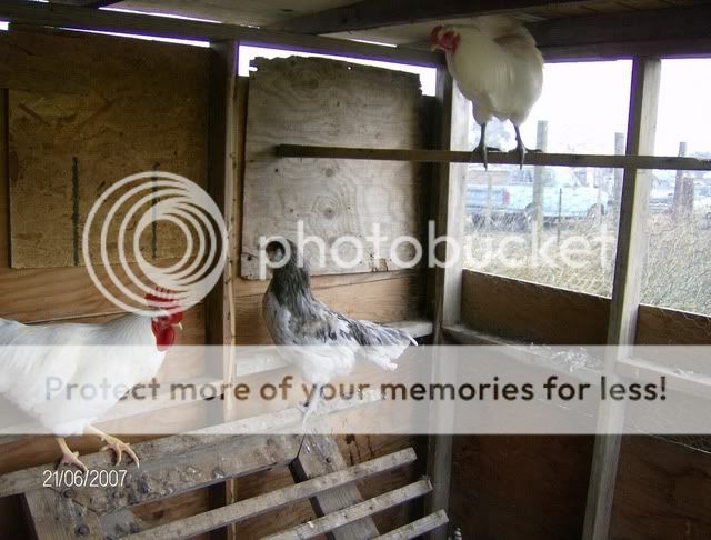 Chickens-December162007020.jpg